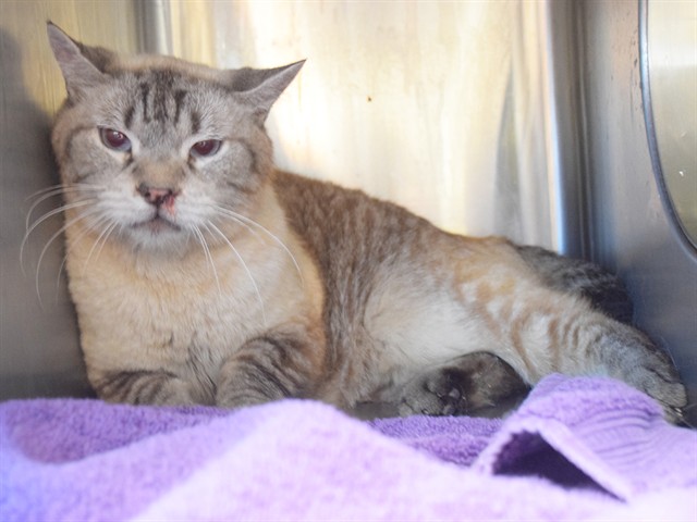 Shelter Stray Male Cat last seen HOWE AVE/EDISON AVE,, Sacramento, CA 95827