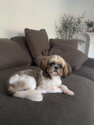 Reunited Female Dog last seen 116th street, Fishers, IN 46037