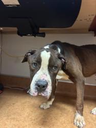 Shelter Stray Male Dog last seen MARTIN LUTHER KING JR/43RD AVE, 95824, Sacramento, CA 95827