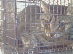 Shelter Stray Unknown Cat last seen HILLSDALE BLVD/GREENHOLME DR, 95842, Sacramento, CA 95827