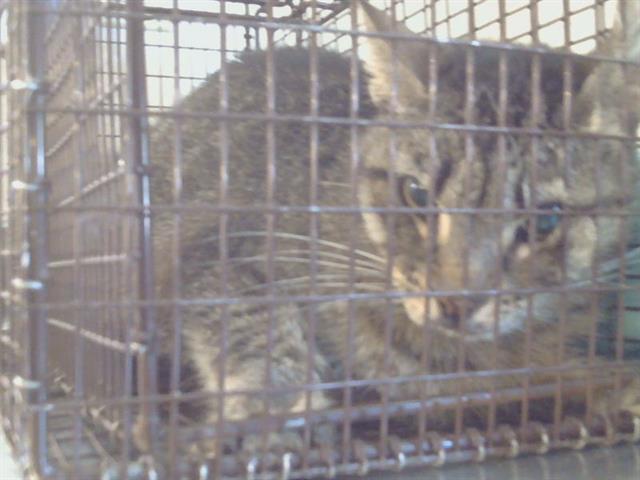 Shelter Stray Unknown Cat last seen HILLSDALE BLVD/GREENHOLME DR, 95842, Sacramento, CA 95827