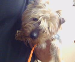 Shelter Stray Male Dog last seen MILLDALE CIR/10TH ST, 95626, Sacramento, CA 95827