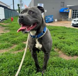 Shelter Stray Male Dog last seen JAMESTOWN BAY DR,63034, Olivette, MO 63132