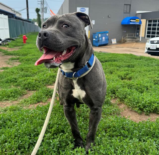 Shelter Stray Male Dog last seen JAMESTOWN BAY DR,63034, Olivette, MO 63132