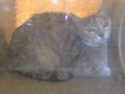 Shelter Stray Unknown Cat last seen TAD LN/OLD AUBURN RD, 95610, Sacramento, CA 95827