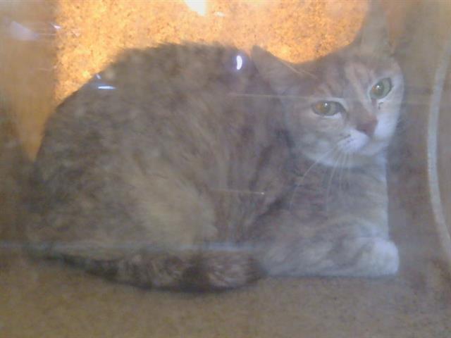 Shelter Stray Unknown Cat last seen TAD LN/OLD AUBURN RD, 95610, Sacramento, CA 95827