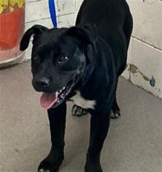 Shelter Stray Male Dog last seen ORANGE X OLEANDER, San Bernardino, CA 92401