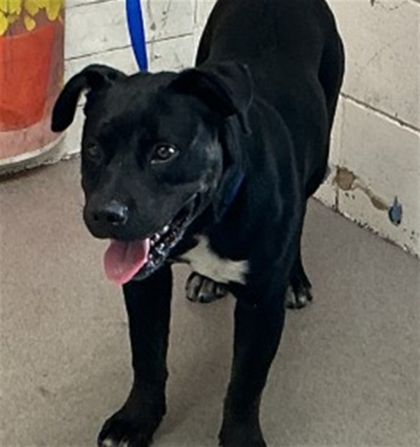 Shelter Stray Male Dog last seen ORANGE X OLEANDER, San Bernardino, CA 92401