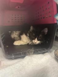 Shelter Stray Male Cat last seen Near BLOCK S 2200 W, WEST VALLEY CITY UT 84119, Salt Lake City, UT 84120