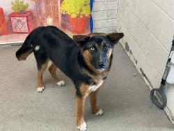 Shelter Stray Female Dog last seen N UNIVERSITY PKWY & W KENDALL DR, SAN BERNARDINO, CA, 92407, San Bernardino, CA 92401