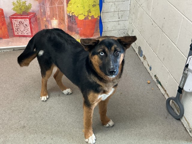 Shelter Stray Female Dog last seen N UNIVERSITY PKWY & W KENDALL DR, SAN BERNARDINO, CA, 92407, San Bernardino, CA 92401