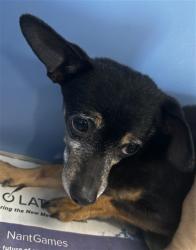Shelter Stray Male Dog last seen N WATERMAN AVE & E 9TH ST, SAN BERNARDINO, CA, 92410, San Bernardino, CA 92401