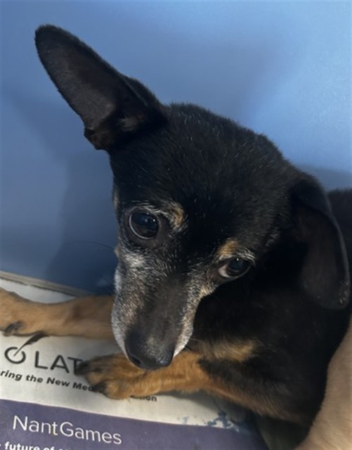 Shelter Stray Male Dog last seen N WATERMAN AVE & E 9TH ST, SAN BERNARDINO, CA, 92410, San Bernardino, CA 92401