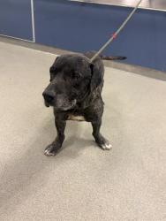 Shelter Stray Male Dog last seen Near BLOCK NW 7TH AVE, Doral, FL 33122
