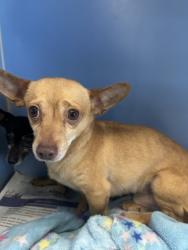 Shelter Stray Male Dog last seen N WATERMAN AVE & E 9TH ST, SAN BERNARDINO, CA, 92410, San Bernardino, CA 92401