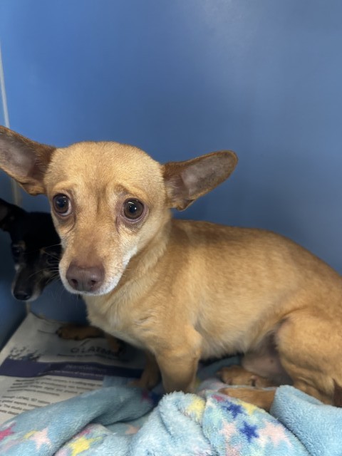 Shelter Stray Male Dog last seen N WATERMAN AVE & E 9TH ST, SAN BERNARDINO, CA, 92410, San Bernardino, CA 92401