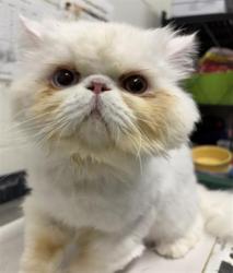 Shelter Stray Male Cat last seen LEFT IN CVACF LOBBY, Chula Vista, CA 91911