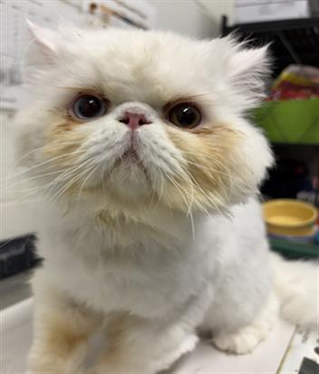 Shelter Stray Male Cat last seen LEFT IN CVACF LOBBY, Chula Vista, CA 91911