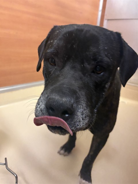 Shelter Stray Male Dog last seen Near BLOCK NW 7TH AVE, Doral, FL 33122