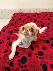 Shelter Stray Female Dog last seen Near BLOCK DAHLIA ST, Brighton, CO 80601