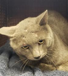 Shelter Stray Male Cat last seen , Tucson, AZ 85745