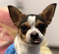 Shelter Stray Female Dog last seen , Tucson, AZ 85745