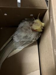 Shelter Stray Unknown Bird last seen Near BLOCK BLCK SAN FRANCISCO AVE, LONG BEACH, CA 90806, Long Beach, CA 90815