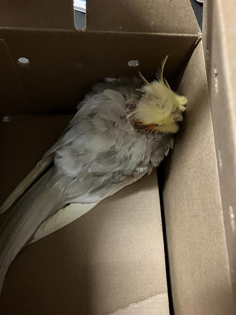 Shelter Stray Unknown Bird last seen Near BLOCK BLCK SAN FRANCISCO AVE, LONG BEACH, CA 90806, Long Beach, CA 90815