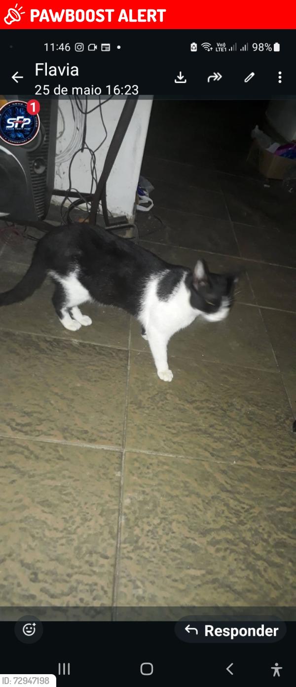 Lost Male Cat last seen Igreja São José e colégio Renovatus , Vila Industrial (Campinas), SP 13035-050