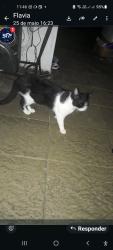 Lost Male Cat last seen Igreja São José e colégio Renovatus , Vila Industrial (Campinas), SP 13035-050