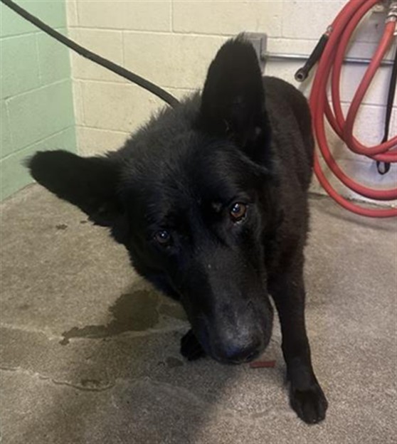 Shelter Stray Male Dog last seen MAY ST & ROANOKE AVE, Sacramento, CA 95818