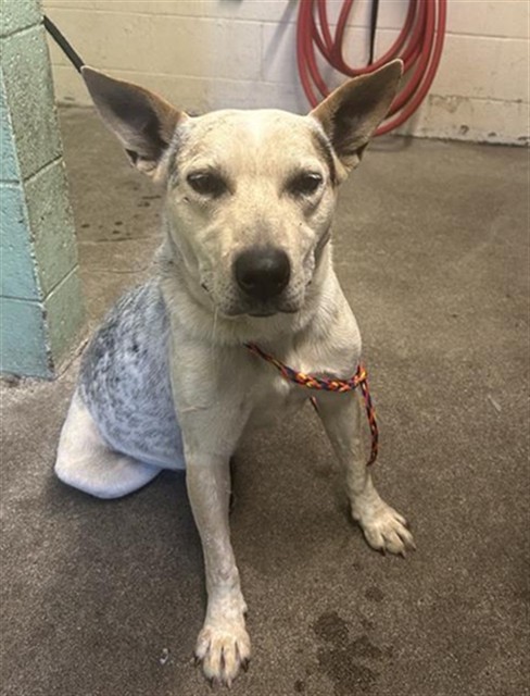 Shelter Stray Male Dog last seen MEADOWVIEW RD & COLLINGWOOD ST, Sacramento, CA 95818