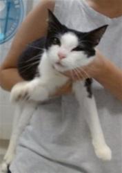 Shelter Stray Female Cat last seen Near BLOCK SE 35TH OKC, Oklahoma City, OK 73129