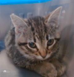 Shelter Stray Unknown Cat last seen Near BLOCK S SHIELDS BLVD, Oklahoma City, OK 73129