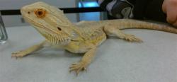 Shelter Stray Unknown Other last seen ABANDON AT PARK NEAR HEFNER MACAURTHER, Oklahoma City, OK 73129