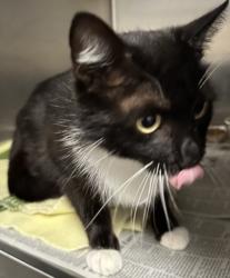 Shelter Stray Female Cat last seen , San Pedro, CA 90731