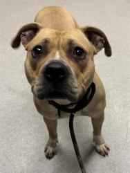 Shelter Stray Female Dog last seen Near , Indianapolis, IN 46221