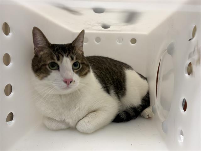 Shelter Stray Male Cat last seen Near BLOCK S 74TH ST, Milwaukee, WI 53215