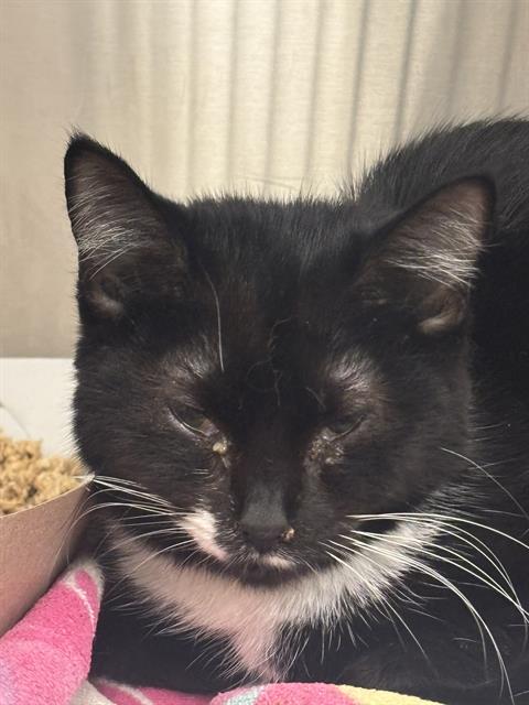 Shelter Stray Female Cat last seen Near , Indianapolis, IN 46221