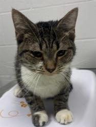 Shelter Stray Male Cat last seen Near , Indianapolis, IN 46221