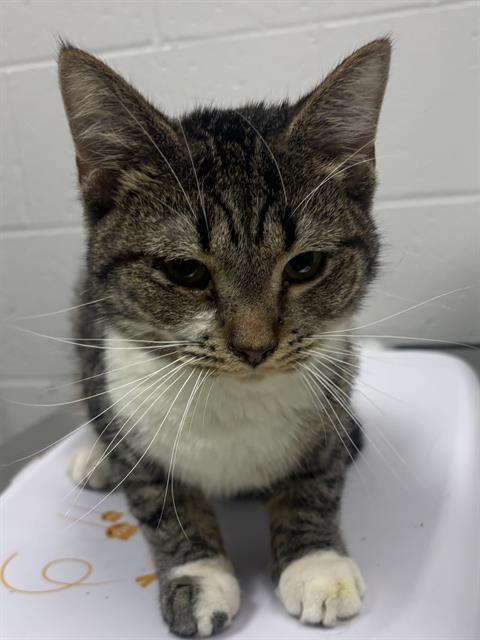 Shelter Stray Male Cat last seen Near , Indianapolis, IN 46221