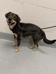 Shelter Stray Female Dog last seen Near , Indianapolis, IN 46221