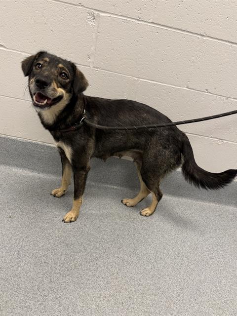Shelter Stray Female Dog last seen Near , Indianapolis, IN 46221