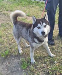Shelter Stray Male Dog last seen Near BLOCK VICKSBURG ST, DETROIT MI 48206, Detroit, MI 48211