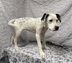 Shelter Stray Female Dog last seen , Lake Los Angeles, CA 93550