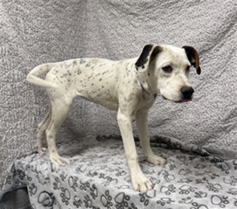 Shelter Stray Female Dog last seen , Lake Los Angeles, CA 93550