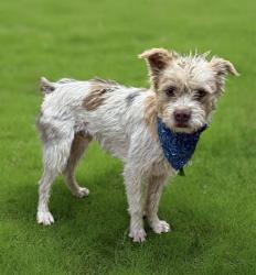 Shelter Stray Male Dog last seen , Lake Los Angeles, CA 93550