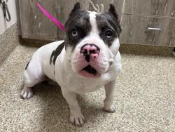 Shelter Stray Female Dog last seen Near BLOCK PORTS DOWN LN, COLORADO SPRINGS CO 80911, Colorado Springs, CO 80905
