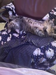 Lost Female Cat last seen Near , Rochester, NY 14610