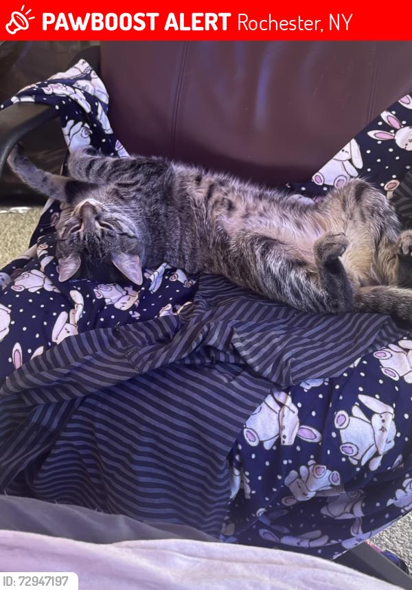 Lost Female Cat last seen Near , Rochester, NY 14610